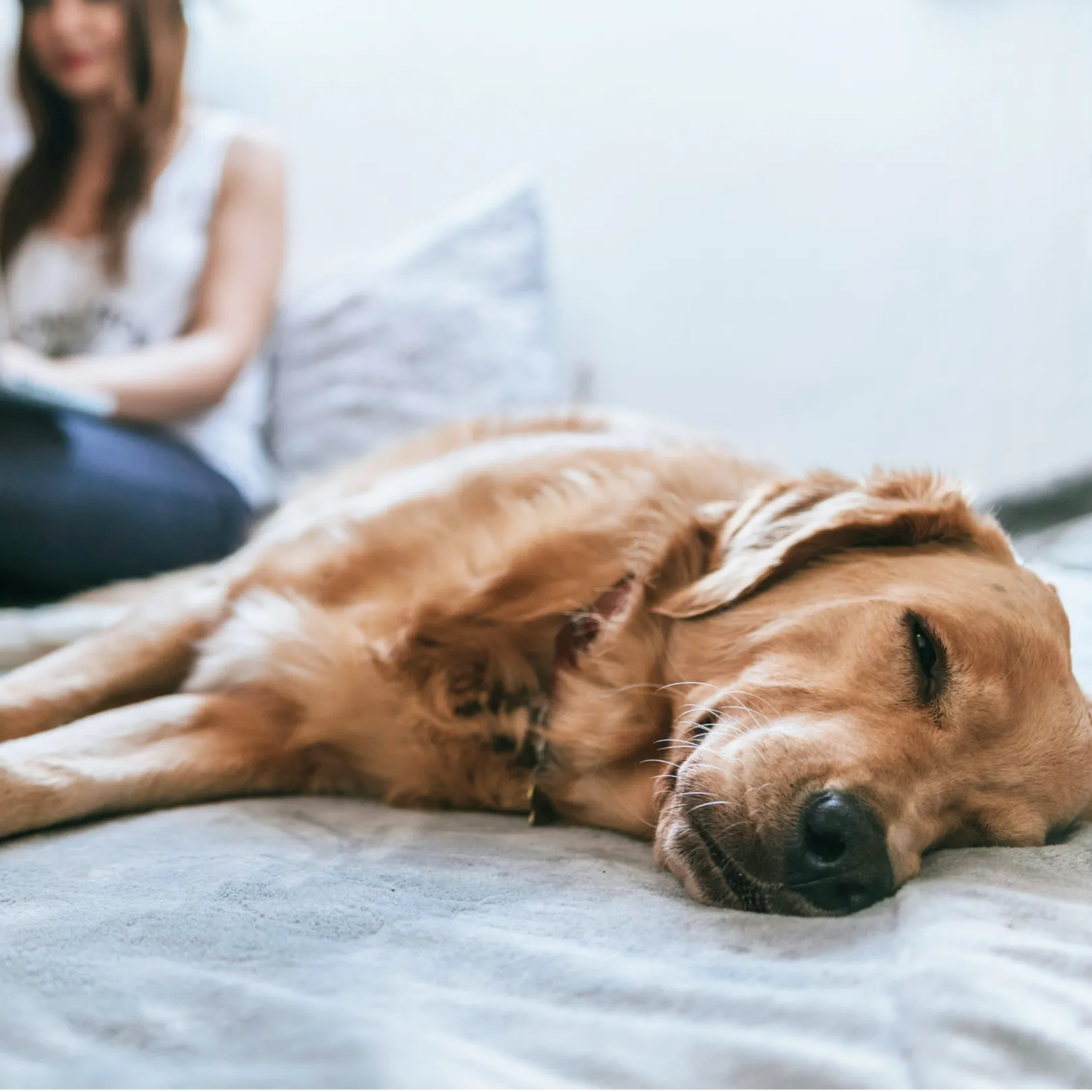 Woman working on bed with laptop and dog sleeping